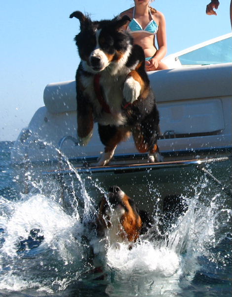 Brando 1er &agrave; l'eau, Ch&eacute; en plein envol !