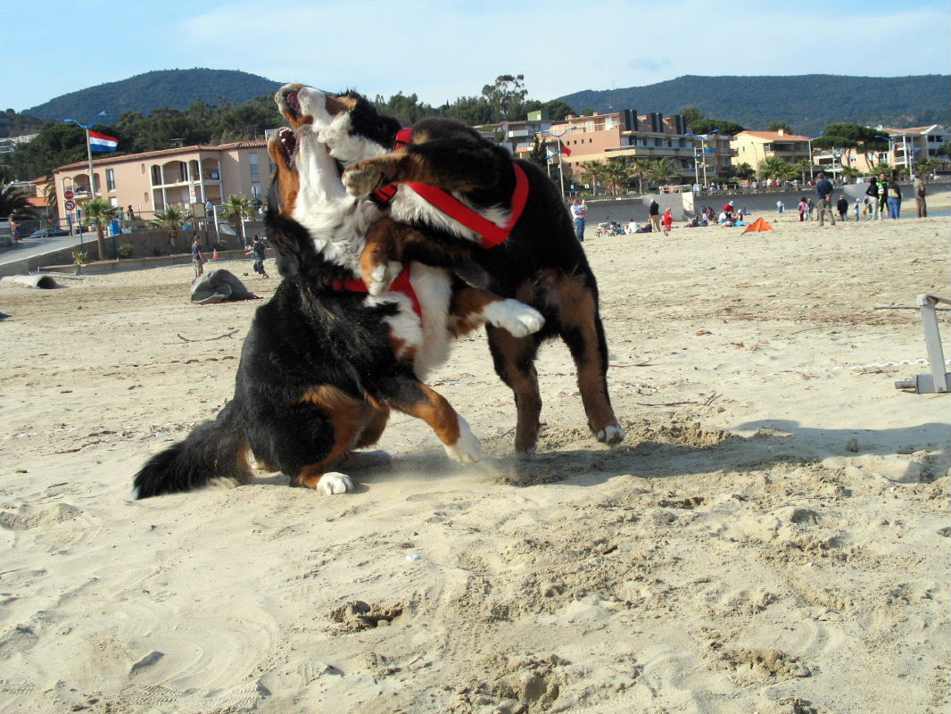 Jeux de crocs avec Ch&eacute; sur la plage de Cavalaire, avril 2007