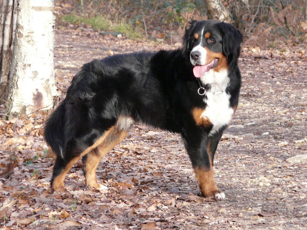 Brando 11 mois